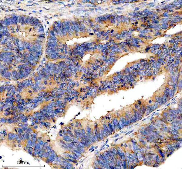 a05656 1 eif3h primary antibodies ihc testing 2