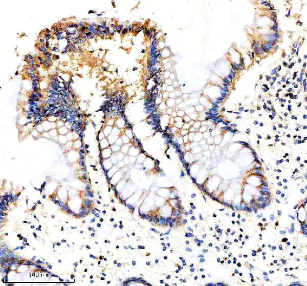 a05656 1 eif3h primary antibodies ihc testing 3