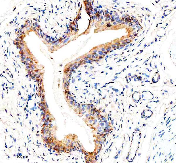 a05656 1 eif3h primary antibodies ihc testing 4