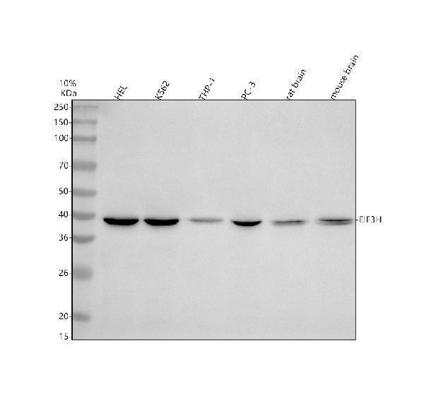 a05656 1 eif3h primary antibodies wb testing 1