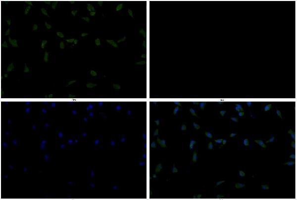 a05656 eif3h primary antiboties if testing 3