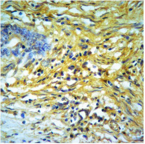 a05656 eif3h primary antiboties ihc testing 2