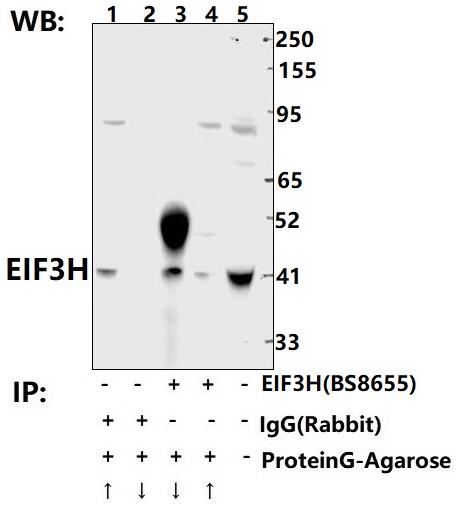 a05656 eif3h primary antiboties ip testing 4