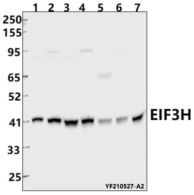 a05656 eif3h primary antiboties wb testing 1
