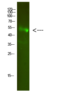 Western blotting validation for Anti-Fatty acid 2-hydroxylase FA2H Antibody A05657-1
Western Blot analysis of mouse-heart cells using primary antibody diluted at 1:2000 (4°C overnight)