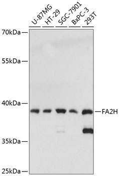 Western blot analysis of extracts of various cell lines, using FA2H antibody  at 1:3000 dilution