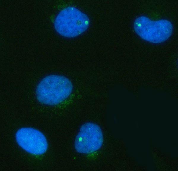 a05658 1 pdk3 primary antibodies if testing 6