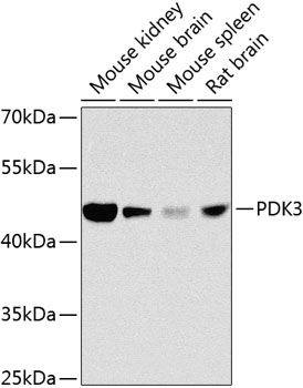 a05658 pdk3 primary antiboties wb testing 1