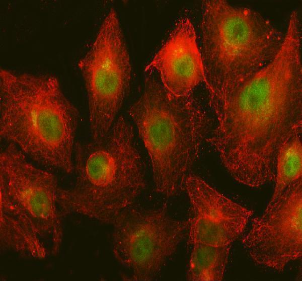  IF analysis of NHP2 using anti-NHP2 antibody (A05665-1) and anti-Beta Tubulin antibody (M01857-3)