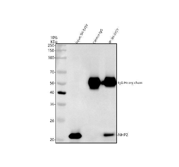  Immunoprecipitating NHP2 in SH-SY5Y whole cell lysate