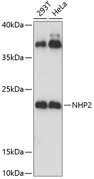 Western blot analysis of extracts of various cell lines, using NHP2 Antibody  at 1:3000 dilution