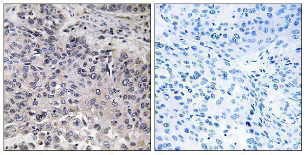 a05666 1 c1qc primary antibodies ihc testing 1