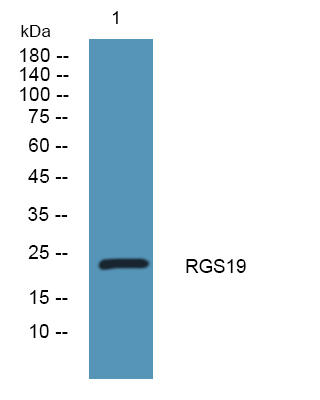 a05669 rgs19 primary antibodies wb testing 1