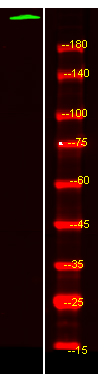 Western Blot analysis of HEK293 lysis, using primary antibody at 1:1000 dilution