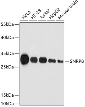 Western blot analysis of extracts of various cell lines, using SNRPB antibody at 1:3000 dilution