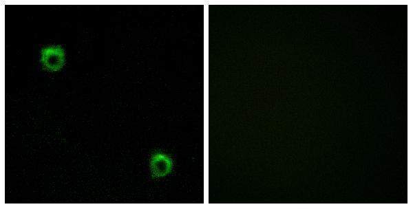 a05675 1 fzd2 primary antibodies if testing 1