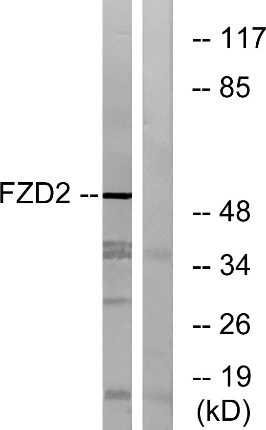 a05675 1 fzd2 primary antibodies wb testing 2