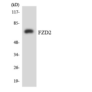 a05675 1 fzd2 primary antibodies wb testing 3