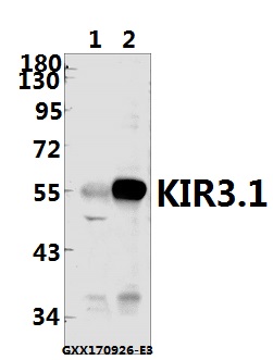 Western blot (WB) analysis of KIR3