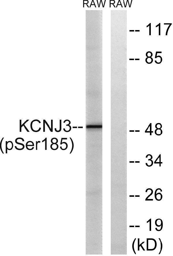 Western blot analysis of lysates from RAW264