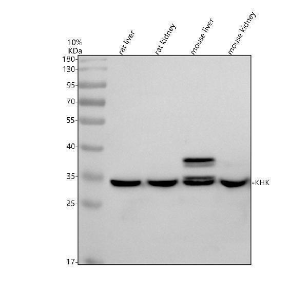 Western blot analysis of KHK using anti-KHK antibody (A05682-1)