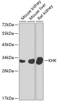 Western blot analysis of extracts of various cell lines, using KHK antibody  at 1:1000 dilution