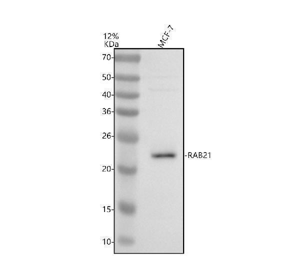 a05683 3 rab21 primary antibodies wb testing 1