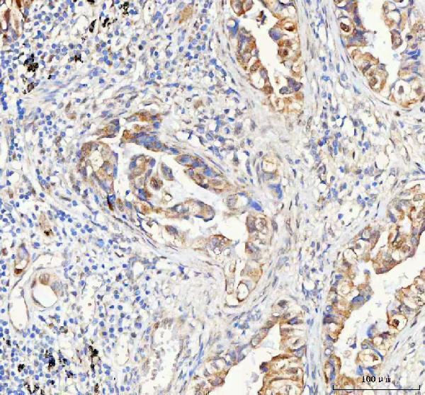 a05684 1 papss2 primary antibodies ihc testing 5