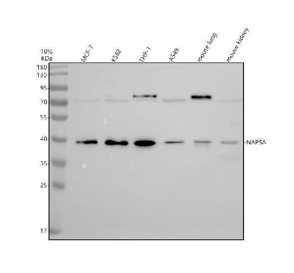 a05685 1 napsa primary antibodies wb testing 1
