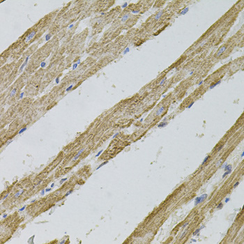 a05686 1 reg3a primary antiboties ihc testing 4