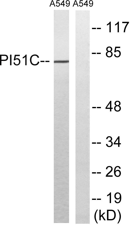 a05687 pip5k1c primary antibodies wb testing 3