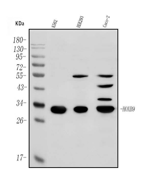 a05689 1 hoxb9 primary antibodies wb testing 1