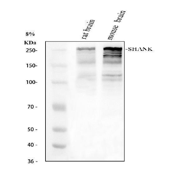Western blot analysis of SHANK1 using anti-SHANK1 antibody (A05690-2)