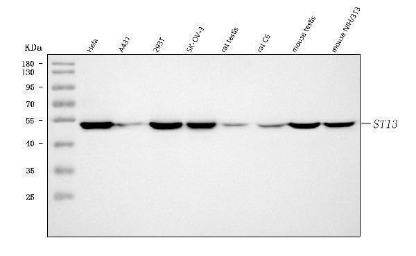 a05692 1 st13 primary antibodies wb testing 1