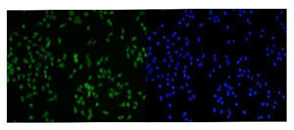  IF analysis of PRMT3 using anti-PRMT3 antibody (A05694-1)