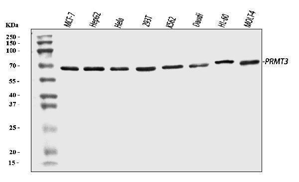 Western blot analysis of PRMT3 using anti-PRMT3 antibody (A05694-1)