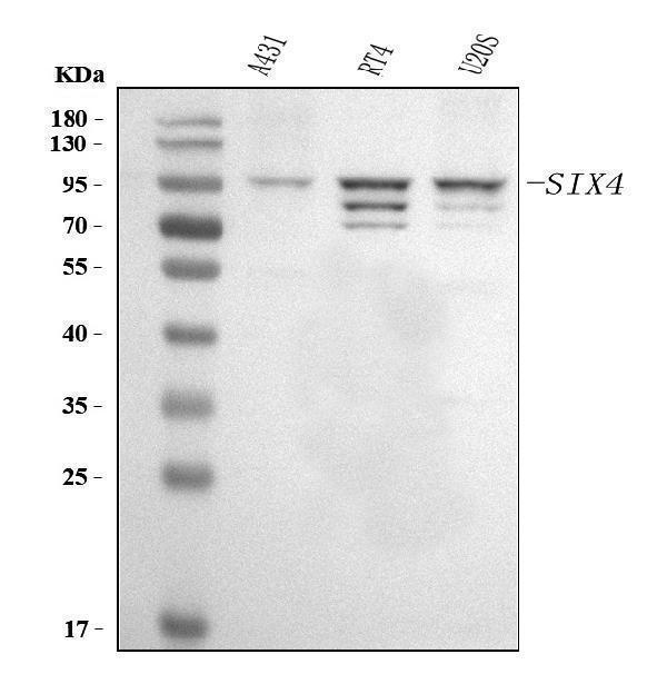  Western blot analysis of SIX4 using anti-SIX4 antibody (A05695-1)