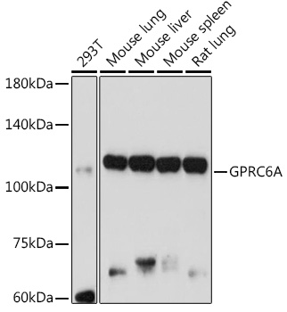 Western blot analysis of extracts of various cell lines, using GPRC6A antibody  at 1:1000 dilution