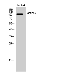 Western Blot analysis of Jurkat cells using GPRC6A Polyclonal Antibody diluted at 1:1000