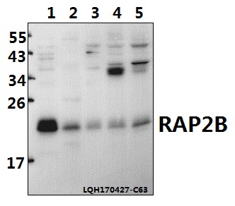 a05702 rap2b primary antiboties wb testing 1