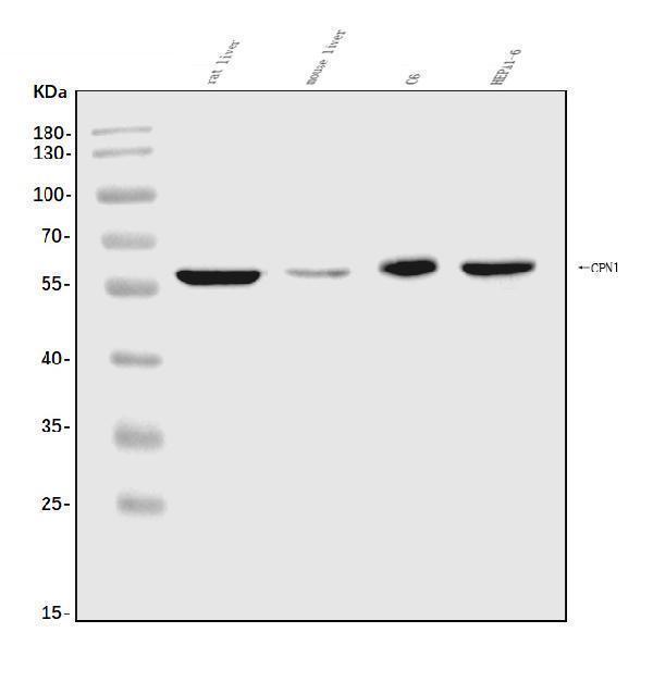 a05704 2 cpn1 primary antibodies wb testing 1