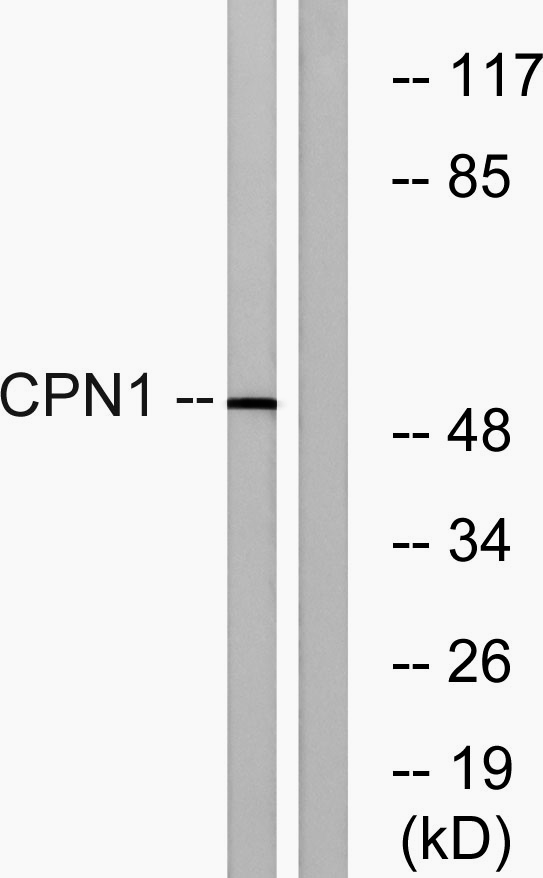 a05704 cpn1 primary antibodies wb testing 1