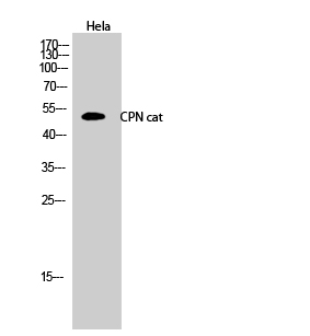 a05704 cpn1 primary antibodies wb testing 2