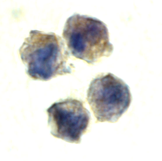 a05705 1 il22ra1 primary antibodies icc testing 4