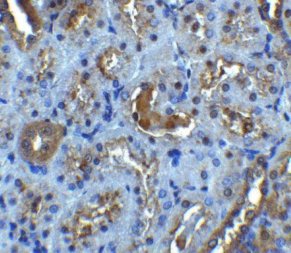 Immunohistochemistry of IL-22R in rat kidney tissue with IL-22R antibody at 5 μg/mL