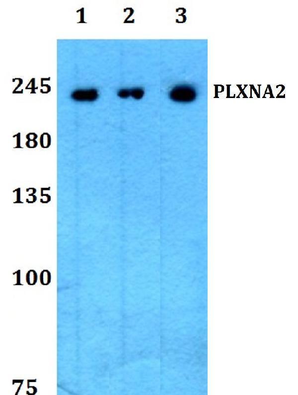 a05706 plxna2 primary antiboties wb testing 1