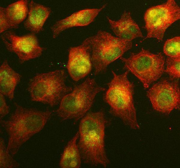 a05708 1 rnf111 primary antibodies if testing 4