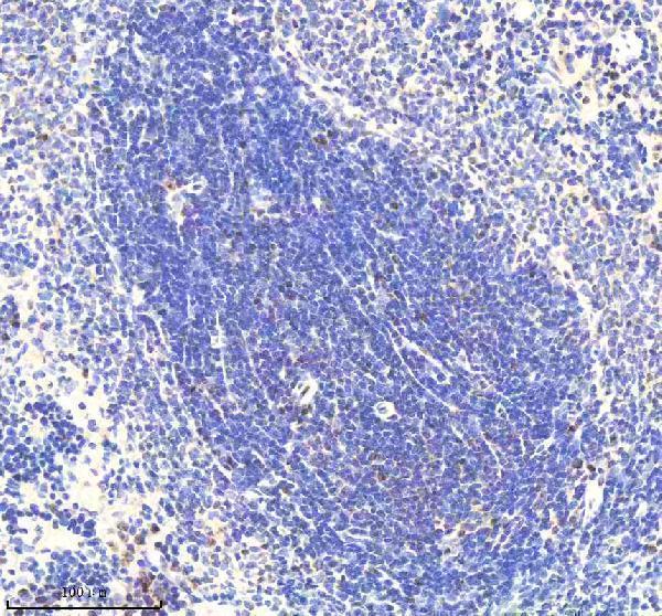 a05708 1 rnf111 primary antibodies ihc testing 3