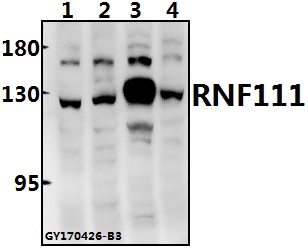 a05708 rnf111 primary antiboties wb testing 1