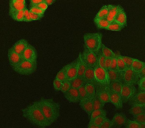 a05709 1 sympk primary antibodies if testing 7